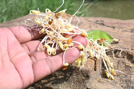 Sprouted Macrotyloma uniflorum. Its common namesÂ horse gram,Â kulthi bean,Â gahat,Â hurali...