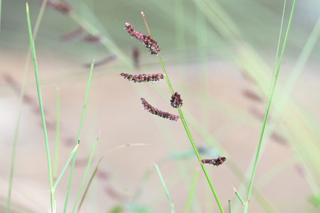 Echinochloa colona grass. Its common name jungle rice, wild rice, deccan grass, jharua grass and...