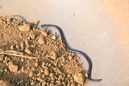 Indotyphlops braminus snake. Its common name brahminy blind snakeÂ and blind worm snake. It is a non venomousÂ blind snakeÂ species, found mostly in Africa and Asia. burrowing reptileの写真素材