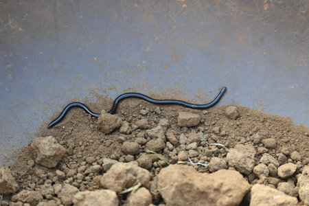 Indotyphlops braminus snake. Its common name brahminy blind snakeÂ and blind worm snake. It is a...