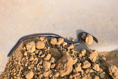 Indotyphlops braminus snake. Its common name brahminy blind snakeÂ and blind worm snake. It is a...