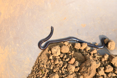 Indotyphlops braminus snake. Its common name brahminy blind snakeÂ and blind worm snake. It is a...