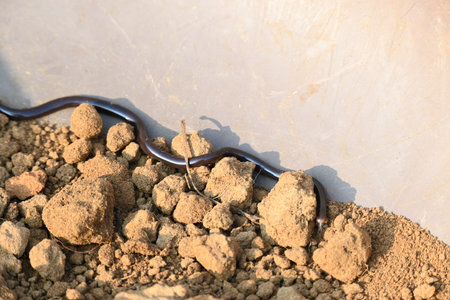 Indotyphlops braminus snake. Its common name brahminy blind snakeÂ and blind worm snake. It is a...