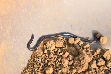 Indotyphlops braminus snake. Its common name brahminy blind snakeÂ and blind worm snake. It is a non venomousÂ blind snakeÂ species, found mostly in Africa and Asia. burrowing reptileの写真素材