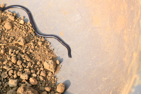Indotyphlops braminus snake. Its common name brahminy blind snakeÂ and blind worm snake. It is a...