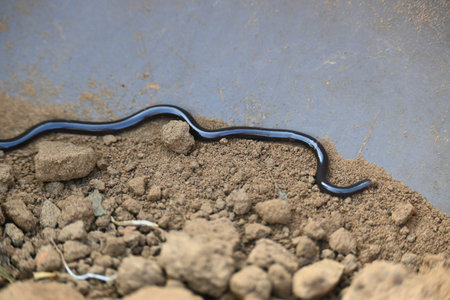 Indotyphlops braminus snake. Its common name brahminy blind snakeÂ and blind worm snake. It is a...
