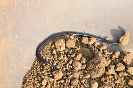 Indotyphlops braminus snake. Its common name brahminy blind snakeÂ and blind worm snake. It is a...