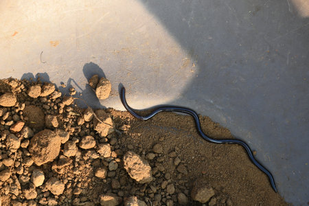 Indotyphlops braminus snake. Its common name brahminy blind snakeÂ and blind worm snake. It is a...