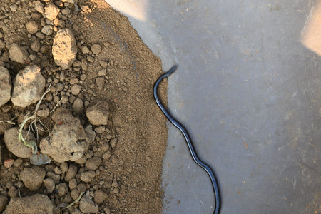 Indotyphlops braminus snake. Its common name brahminy blind snakeÂ and blind worm snake. It is a...