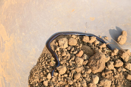 Indotyphlops braminus snake. Its common name brahminy blind snakeÂ and blind worm snake. It is a...