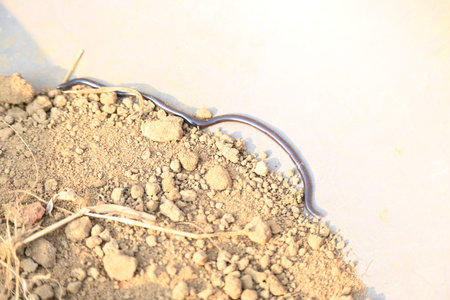 Indotyphlops braminus snake. Its common name brahminy blind snakeÂ and blind worm snake. It is a...