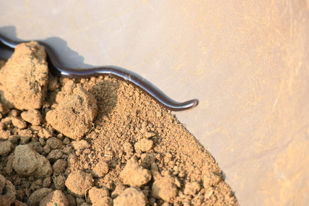 Indotyphlops braminus snake. Its common name brahminy blind snakeÂ and blind worm snake. It is a...