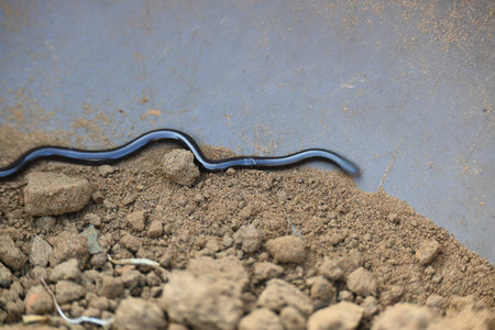 Indotyphlops braminus snake. Its common name brahminy blind snakeÂ and blind worm snake. It is a...
