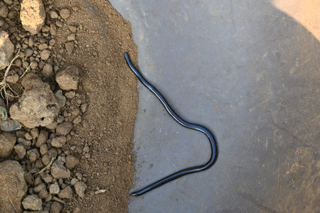 Indotyphlops braminus snake. Its common name brahminy blind snakeÂ and blind worm snake. It is a...