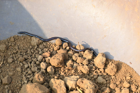 Indotyphlops braminus snake. Its common name brahminy blind snakeÂ and blind worm snake. It is a...