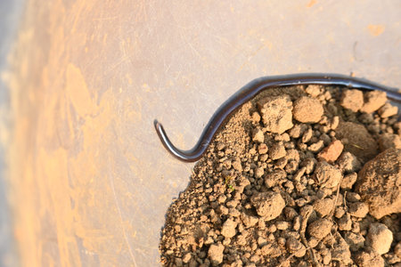 Indotyphlops braminus snake. Its common name brahminy blind snakeÂ and blind worm snake. It is a...