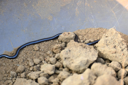 Indotyphlops braminus snake. Its common name brahminy blind snakeÂ and blind worm snake. It is a...