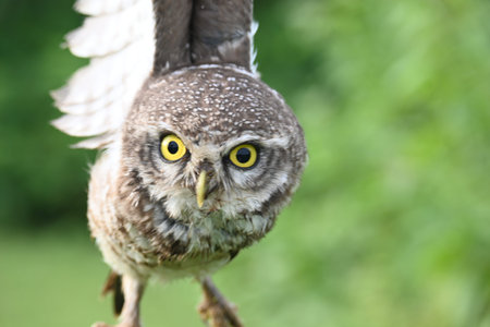 Spotted owlet or Athene brama owlet. It is a smallÂ owlÂ which breeds in...