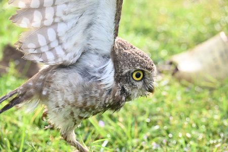 Spotted owlet or Athene brama owlet. It is a smallÂ owlÂ which breeds in tropicalÂ AsiaÂ fromÂ Southeast Asia. Its roost in the hollows of trees or in cavities in rocks and buildings.の写真素材