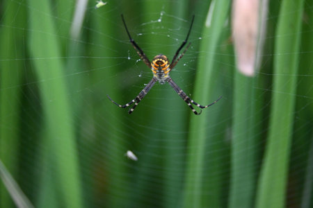 Argiope bruennichi orÂ wasp spider. It is a species ofÂ orb- weaverÂ spider found...