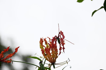 Gloriosa superba flower. Â Colchicaceae family flower. Its Common namesÂ flame lily, climbing...