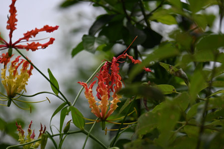 Gloriosa superba flower. Â Colchicaceae family flower. Its Common namesÂ flame lily, climbing...