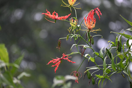 Gloriosa superba flower. Â Colchicaceae family flower. Its Common namesÂ flame lily, climbing...