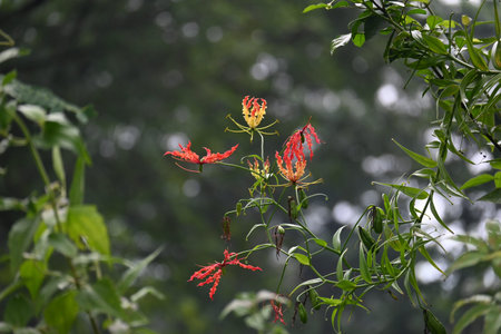 Gloriosa superba flower. Â Colchicaceae family flower. Its Common namesÂ flame lily, climbing...