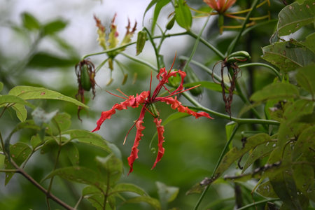 Gloriosa superba flower. Â Colchicaceae family flower. Its Common namesÂ flame lily, climbing...