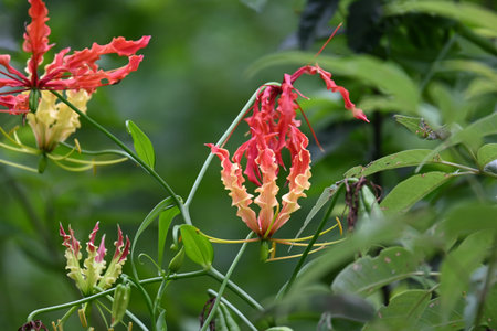 Gloriosa superba flower. Â Colchicaceae family flower. Its Common namesÂ flame lily, climbing...
