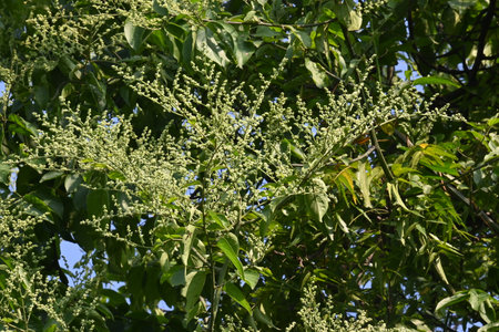 It is a genus of flowering plants in the family Amaranthaceae. Its native range is southern Mexico and the western Indian Ocean.の写真素材