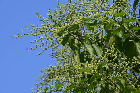 It is a genus of flowering plants in the family Amaranthaceae. Its native range is southern Mexico...