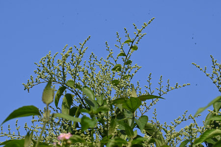 Lagrezia flowers. ItÂ is a genus ofÂ flowering plantsÂ in the familyÂ Amaranthaceae. Its...