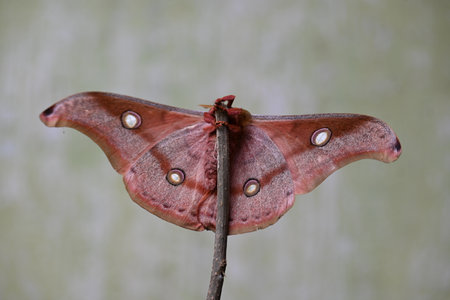 Antheraea yamamai moth. Its Common names Â Japanese silk mothsÂ and Japanese oak silkmoth. ThisÂ  is aÂ mothÂ of the familyÂ Saturniidae. It is endemic to east Asia.の写真素材