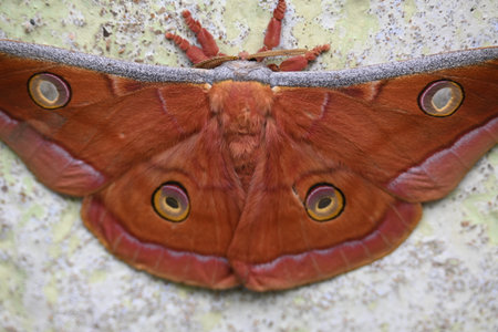 Antheraea yamamai moth. Its Common names Â Japanese silk mothsÂ and Japanese oak silkmoth. ThisÂ  is aÂ mothÂ of the familyÂ Saturniidae. It is endemic to east Asia.の写真素材