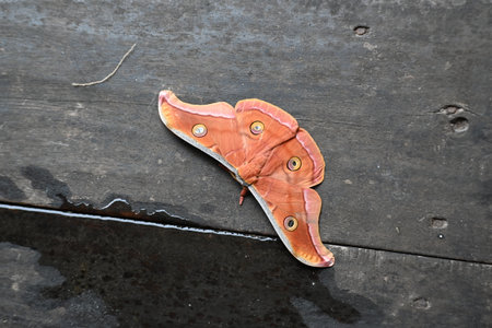 Antheraea yamamai moth. Its Common names Â Japanese silk mothsÂ and Japanese oak silkmoth. ThisÂ  is aÂ mothÂ of the familyÂ Saturniidae. It is endemic to east Asia.の写真素材