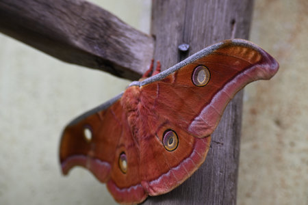 Antheraea yamamai moth. Its Common names Â Japanese silk mothsÂ and Japanese oak silkmoth. ThisÂ  is aÂ mothÂ of the familyÂ Saturniidae. It is endemic to east Asia.の写真素材