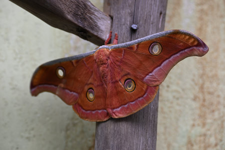 Antheraea yamamai moth. Its Common names Â Japanese silk mothsÂ and Japanese oak silkmoth. ThisÂ  is aÂ mothÂ of the familyÂ Saturniidae. It is endemic to east Asia.の写真素材