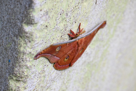 Antheraea yamamai moth. Its Common names Â Japanese silk mothsÂ and Japanese oak silkmoth. ThisÂ  is aÂ mothÂ of the familyÂ Saturniidae. It is endemic to east Asia.の写真素材