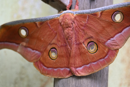 Antheraea yamamai moth. Its Common names Â Japanese silk mothsÂ and Japanese oak silkmoth. ThisÂ  is aÂ mothÂ of the familyÂ Saturniidae. It is endemic to east Asia.の写真素材