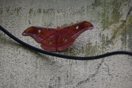 Antheraea yamamai moth. Its Common names Â Japanese silk mothsÂ and Japanese oak silkmoth. ThisÂ  is aÂ mothÂ of the familyÂ Saturniidae. It is endemic to east Asia.の写真素材