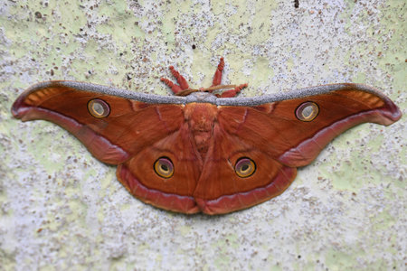 Antheraea yamamai moth. Its Common names Â Japanese silk mothsÂ and Japanese oak silkmoth. ThisÂ  is aÂ mothÂ of the familyÂ Saturniidae. It is endemic to east Asia.の写真素材