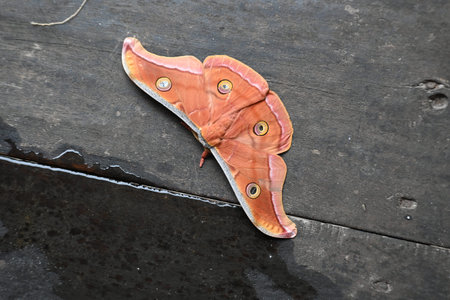 Antheraea yamamai moth. Its Common names Â Japanese silk mothsÂ and Japanese oak silkmoth. ThisÂ  is aÂ mothÂ of the familyÂ Saturniidae. It is endemic to east Asia.の写真素材