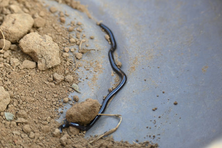 Indotyphlops braminus snake. Its common name brahminy blind snakeÂ and blind worm snake. It is a non venomousÂ blind snakeÂ species, found mostly in Africa and Asia.の写真素材