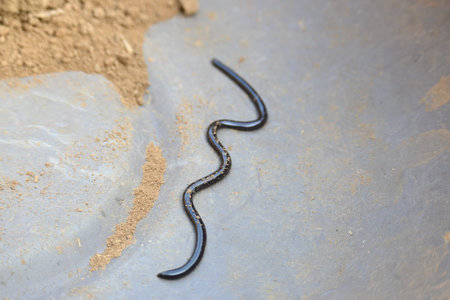 Indotyphlops braminus snake. Its common name brahminy blind snakeÂ and blind worm snake. It is a...