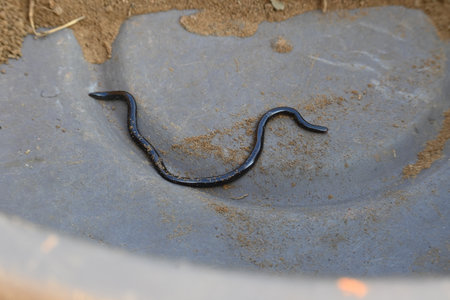 Indotyphlops braminus snake. Its common name brahminy blind snakeÂ and blind worm snake. It is a non venomousÂ blind snakeÂ species, found mostly in Africa and Asia.の写真素材
