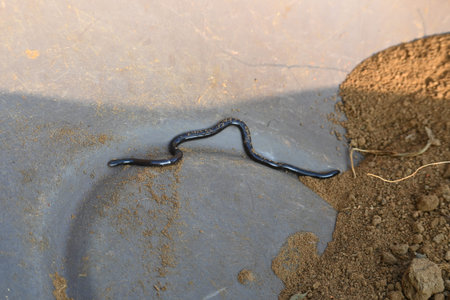 Indotyphlops braminus snake. Its common name brahminy blind snakeÂ and blind worm snake. It is a...