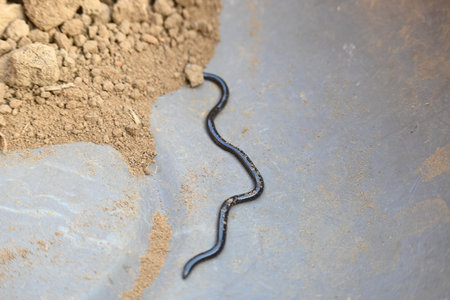 Indotyphlops braminus snake. Its common name brahminy blind snakeÂ and blind worm snake. It is a non venomousÂ blind snakeÂ species, found mostly in Africa and Asia.の写真素材