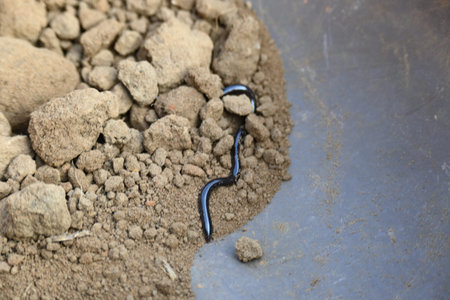 Indotyphlops braminus snake. Its common name brahminy blind snakeÂ and blind worm snake. It is a...