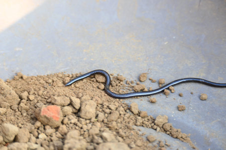 Indotyphlops braminus snake. Its common name brahminy blind snakeÂ and blind worm snake. It is a...